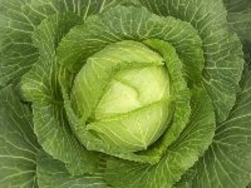 キャベツは食前に生のまま&ざく切りで!
