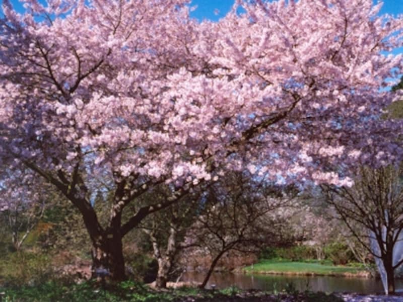 桜はきれいだが、季節的に少し早めundefined写真提供：バンデューセン植物園