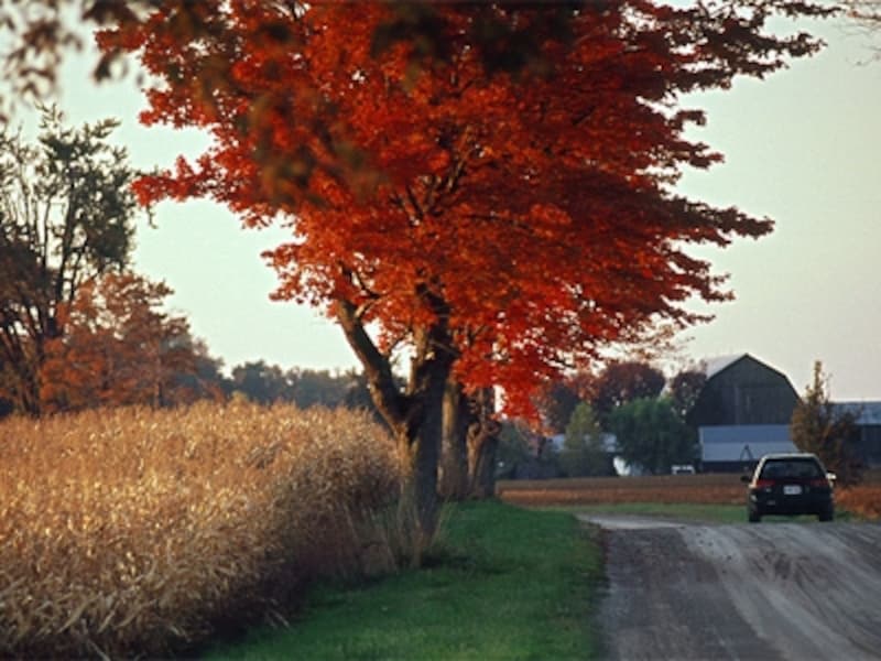 赤く染まるメープルの木undefined写真提供：オンタリオ州観光局
