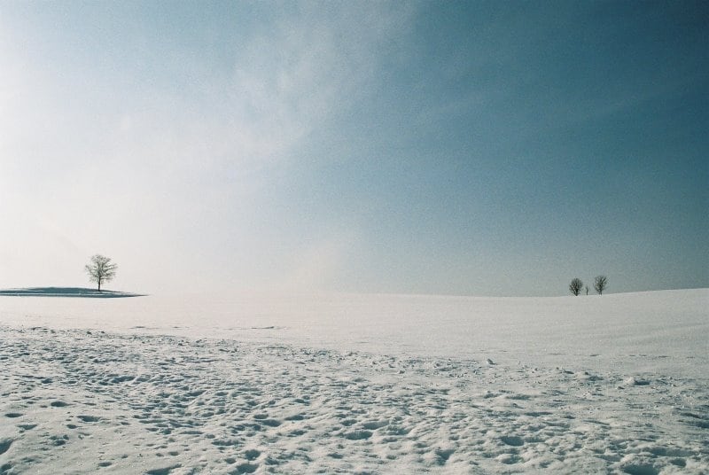 【北海道】美瑛・冬の親子の木