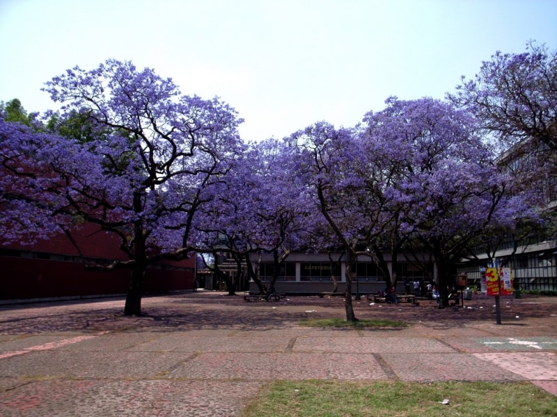 メキシコ国立自治大学内のハカランダの樹