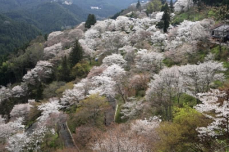 春のなるとソメイヨシノが咲き乱れる吉野山地