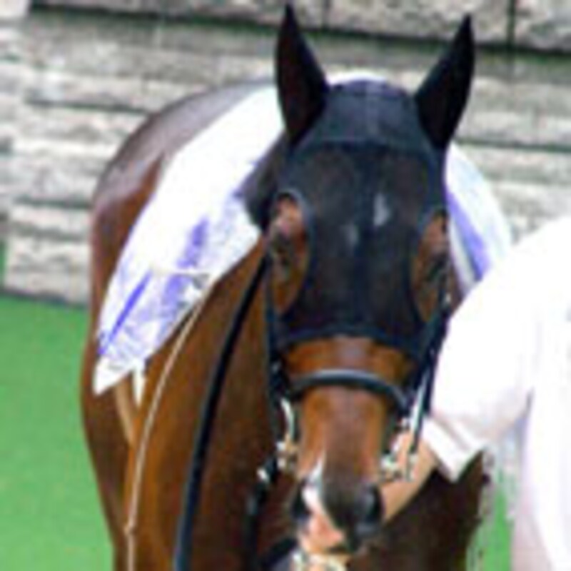 ツルマルボーイ