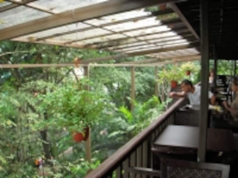 まるで熱帯雨林の中にいるような気分になれるバード・パーク内にあるカフェから