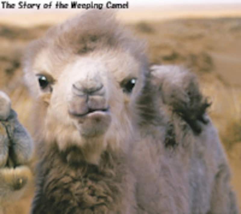 らくだの涙/The Story of the Weeping Camel