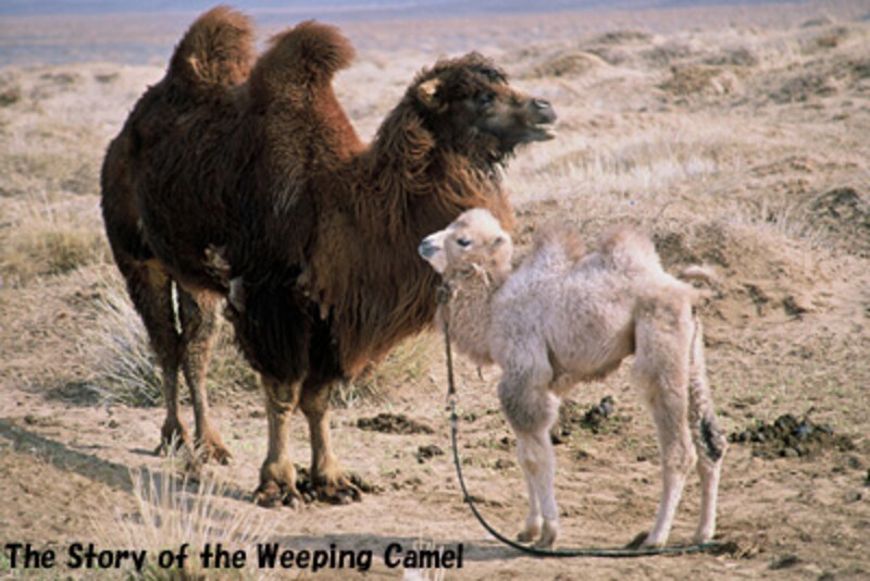 らくだの涙/The Story of the Weeping Camel