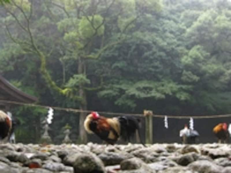 神社名物の野生の鶏