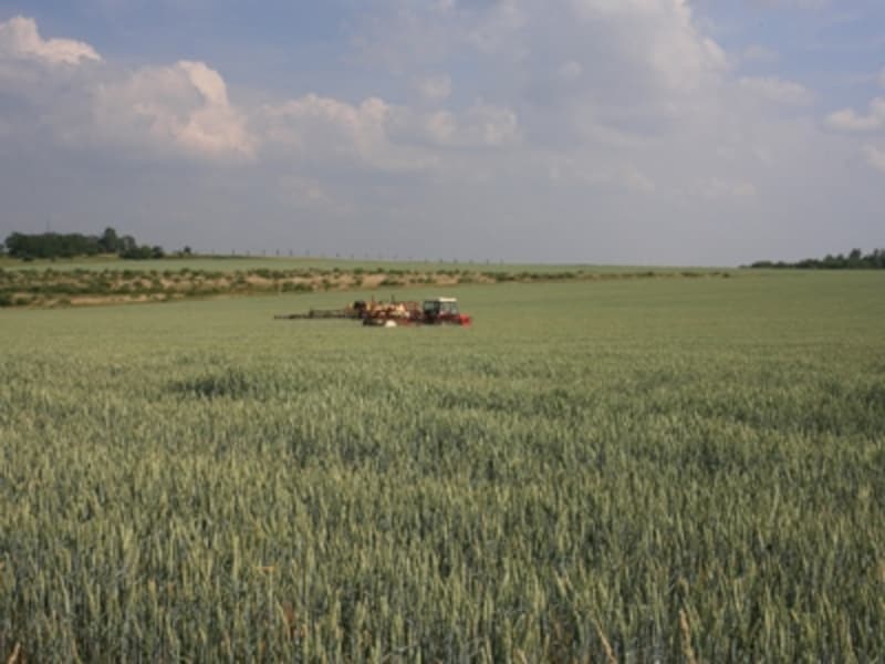 プラハ郊外に広がる小麦畑。