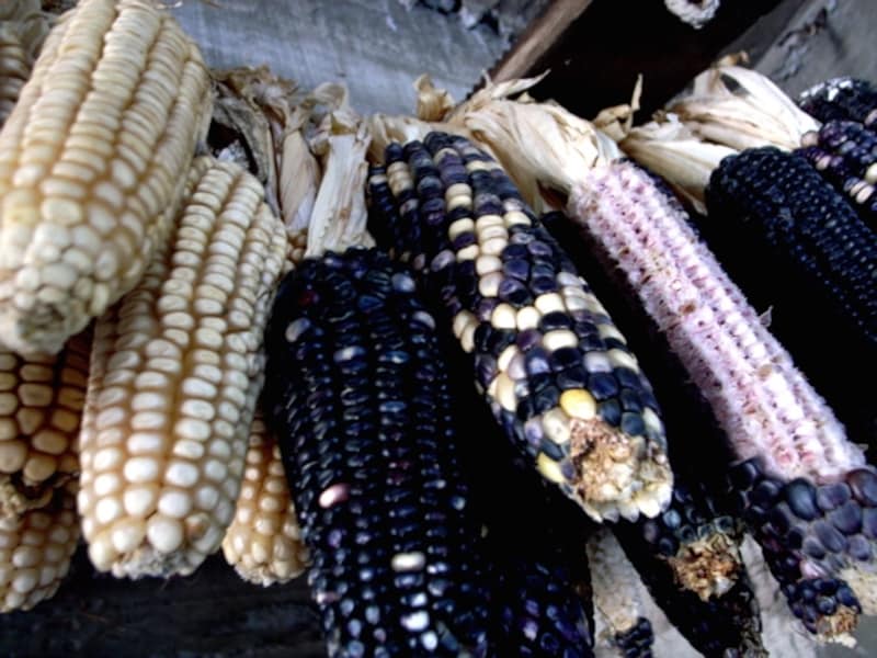 メキシコのとうもろこし=マイス。白いもののほか、青いものもある