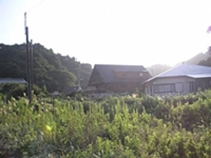 幾ばくか残っている、住まいの周囲にある、せっかくの自然がアダになることもあるのですね