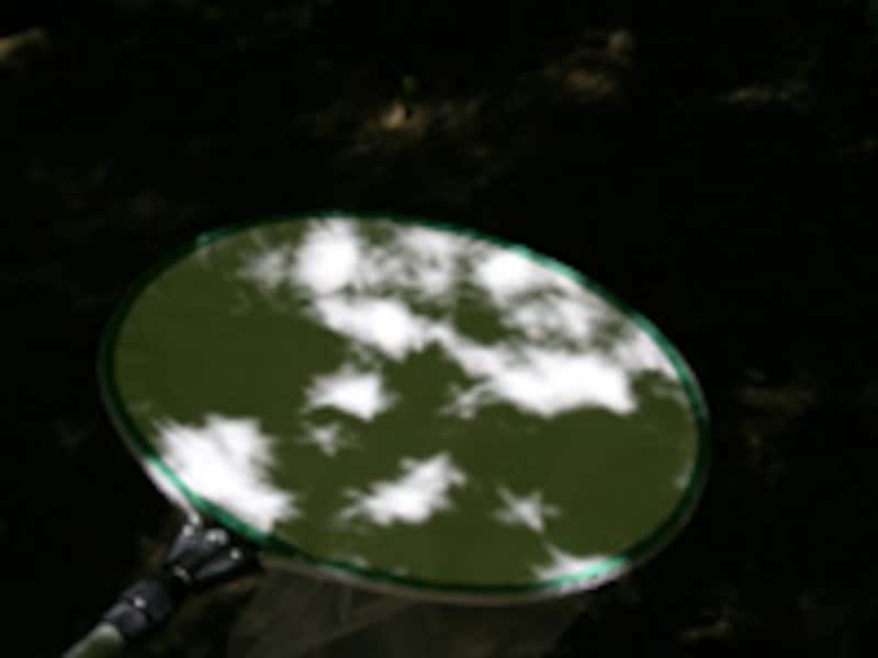 星の木もれ陽プロジェクト