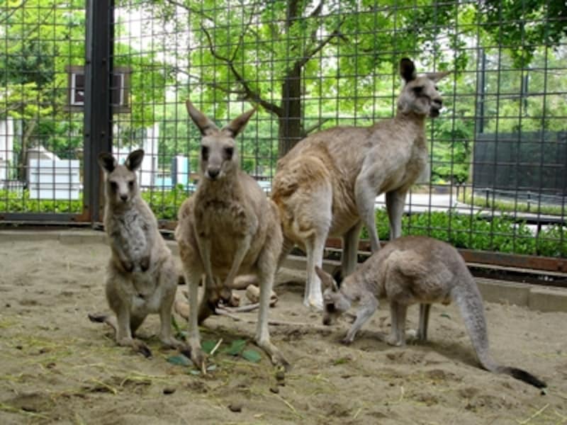 「こども動物園」を出て少し歩くとオオカンガルーがいます。ピョンピョンはねる様子も可愛いですが、写真のように集合して、じっとこっちを見つめる姿に出合えたらシャッターチャンスです