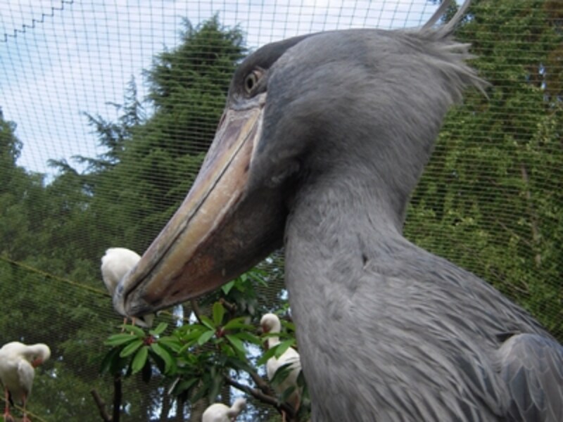 最後に“動かない鳥”として人気を集めているハシビロコウを紹介します。可愛い……とは言えないその容姿ですが、とにかく、いつ見てもジッとしている、その堂々としたたたずまいは独特の雰囲気があります