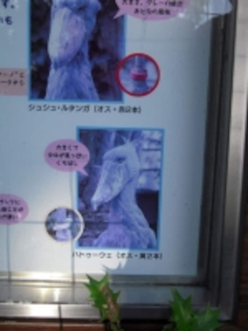 ハシビロコウの解説板