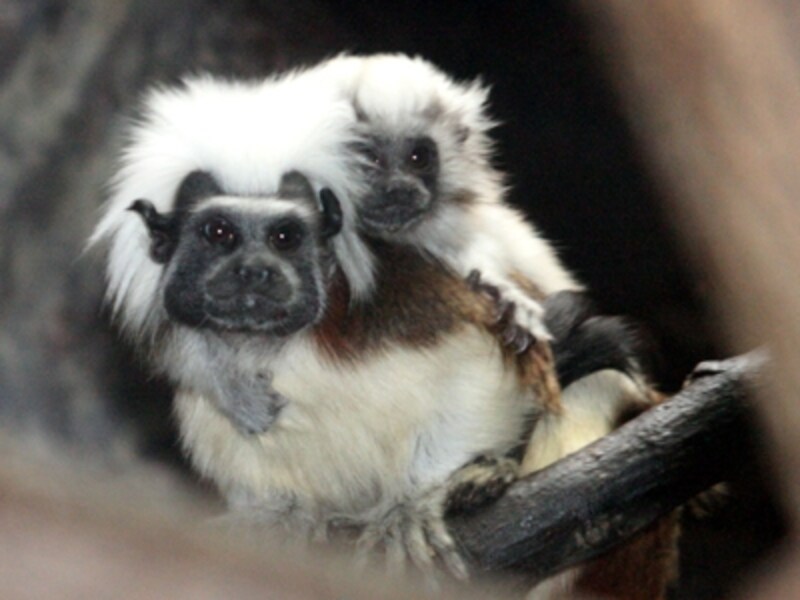 ヤマアラシやモモンガ、ウマヅラコウモリ（!?）といった動物がいる小獣館に入ってみましょう。キュートで魅力的な小動物の中で、思わず目を引かれたのは、まるでインディアンの酋長のような顔をしたワタボウシタマリン