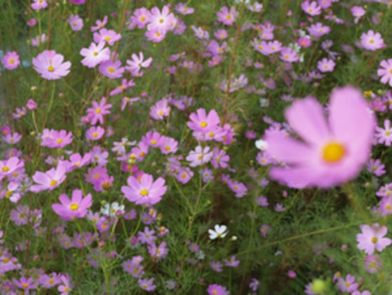ボケ効果サンプル