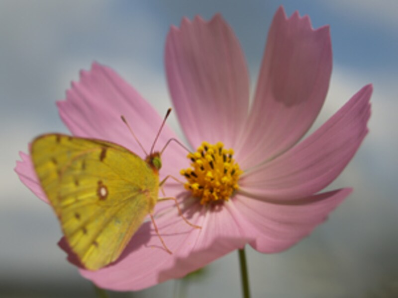 クローズアップ