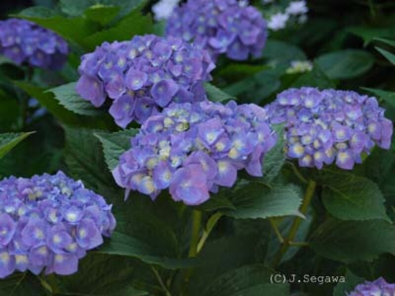 群れ咲くあじさい