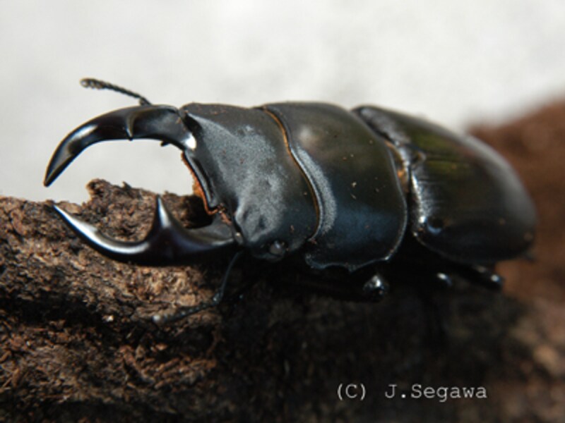 2 4 クワガタをかっこよく撮る方法 前編 写真撮影 All About 2 4 クワガタをかっこよく撮る方法 前編 写真撮影 All About