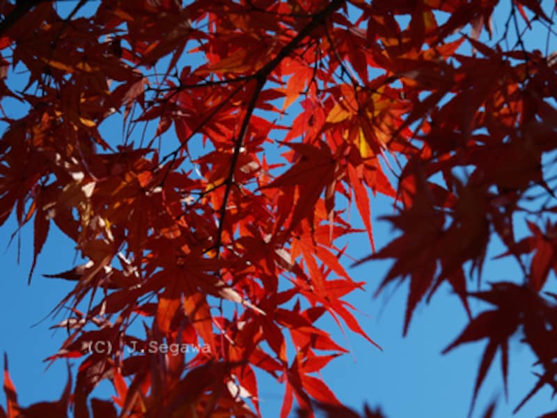 露出補正マイナス1.0