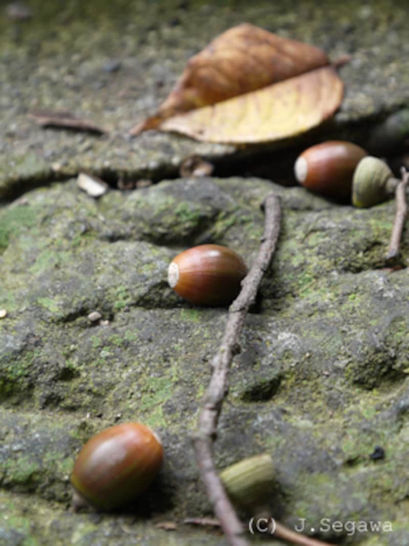 縦位置からの撮影