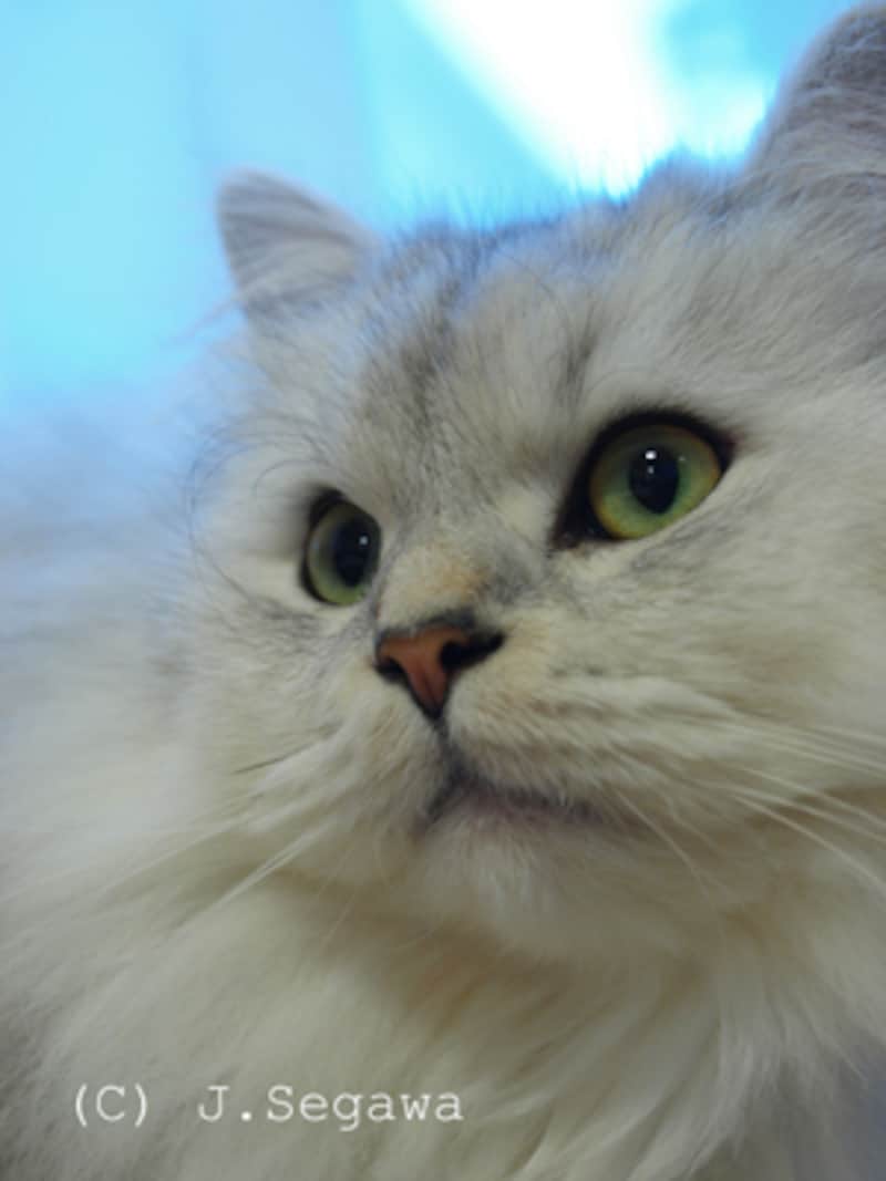 ポートレート-2