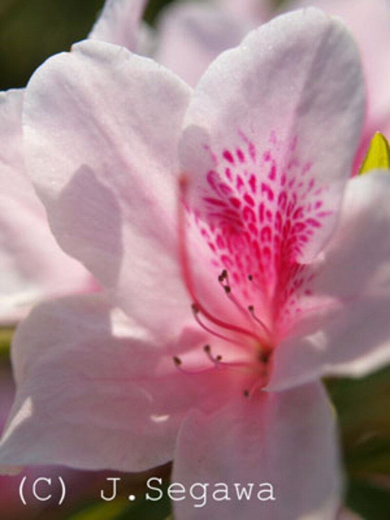 春の花を撮るときの5つのポイント 写真撮影 All About