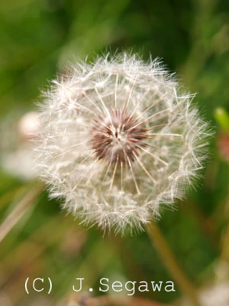 たんぽぽ
