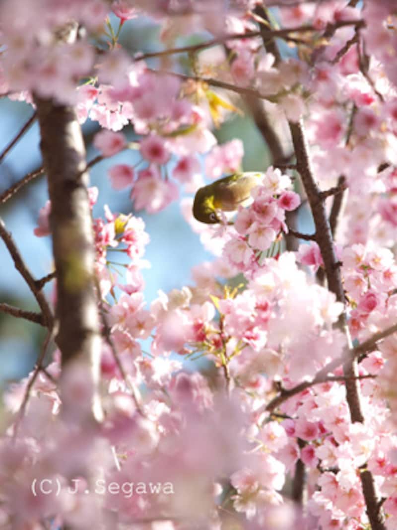 桜のシャッターチャンス
