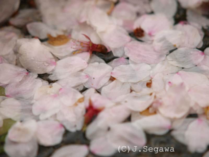 桜のシャッターチャンス