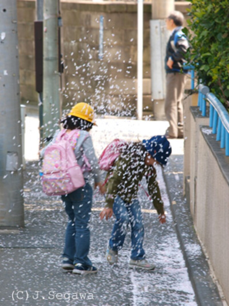 桜のシャッターチャンス