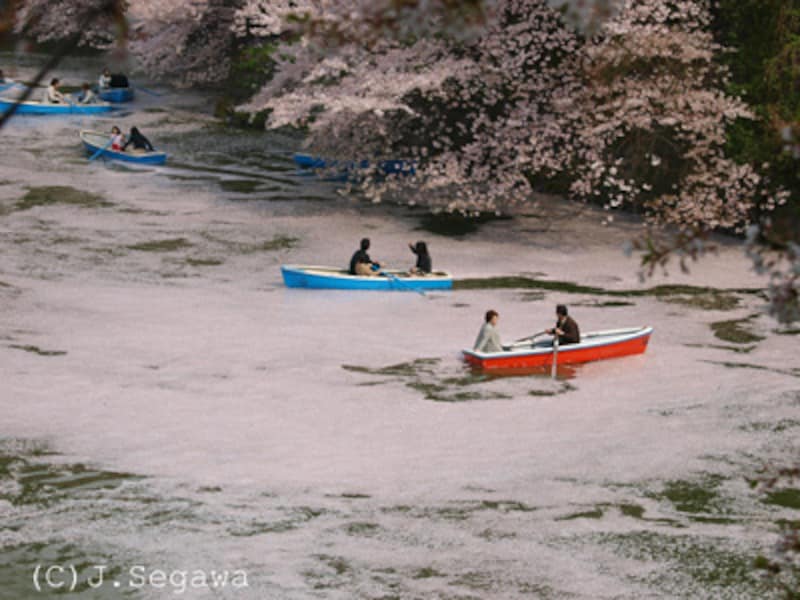 桜のシャッターチャンス