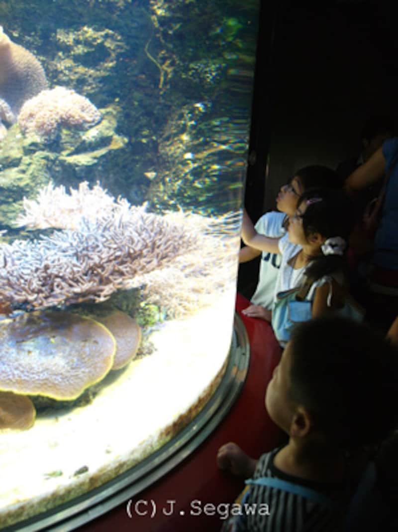 4 4 水族館での上手な写真の撮り方 写真撮影 All About 4 4 水族館での上手な写真の撮り方 写真撮影 All About