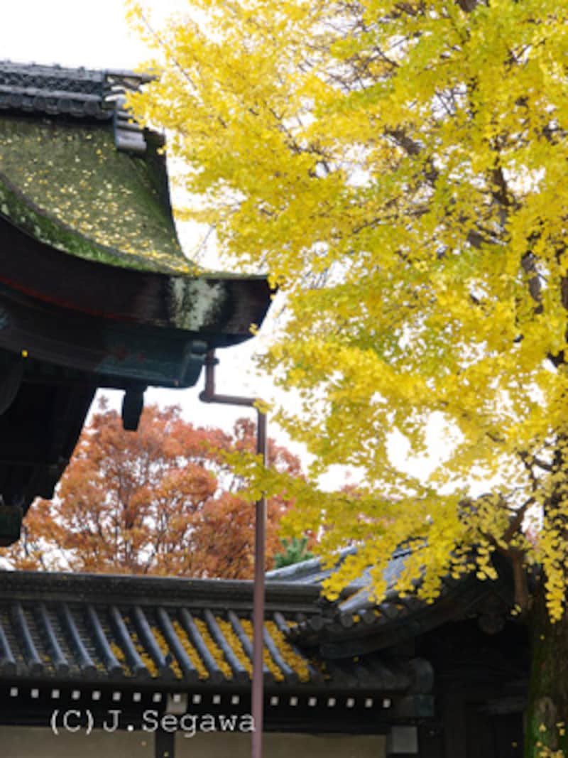 初めての紅葉撮影