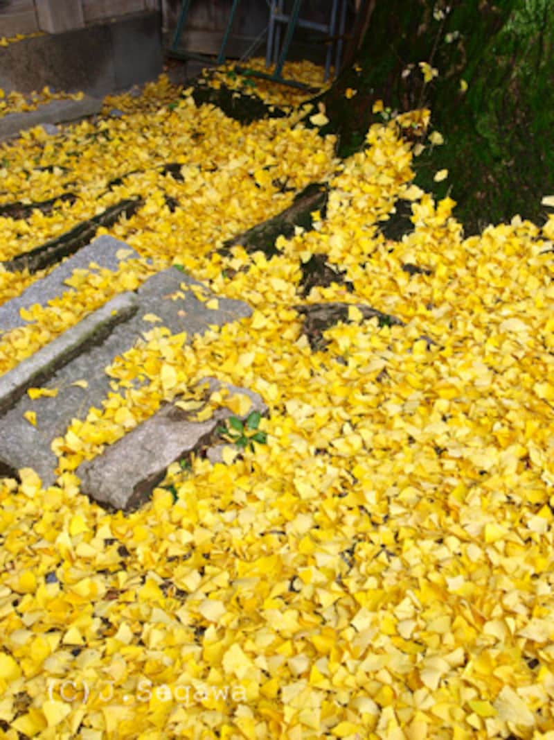 初めての紅葉撮影