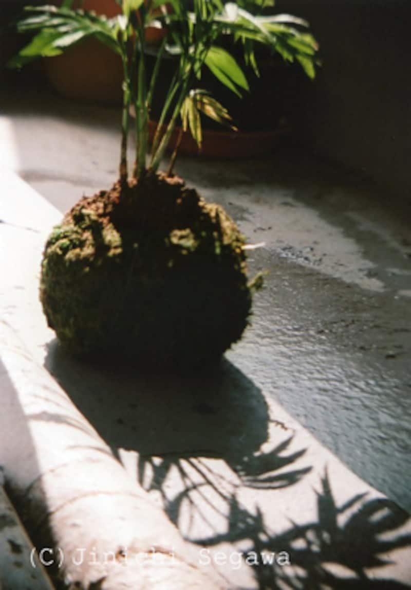 大人の科学二眼レフカメラ