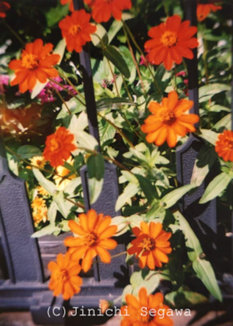 大人の科学二眼レフカメラ