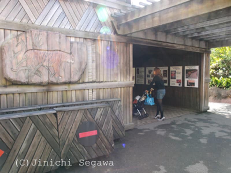 年賀状用のトラ撮影