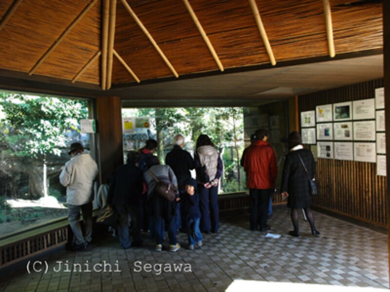 年賀状用のトラ撮影