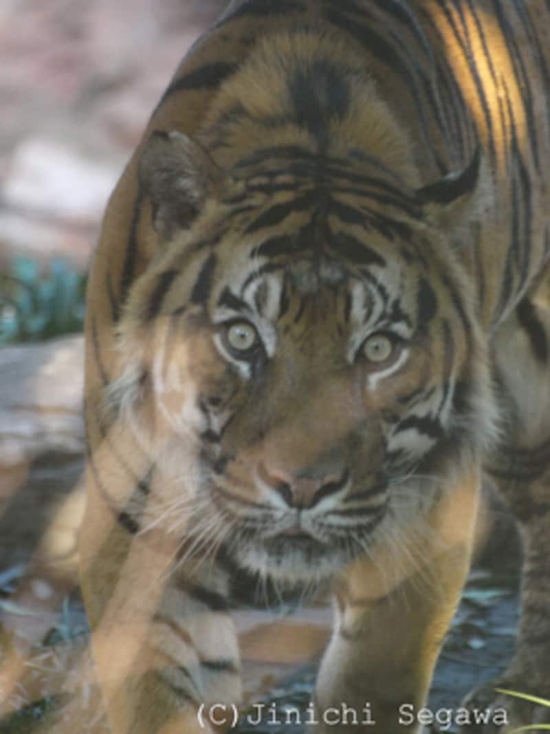 年賀状用のトラ撮影