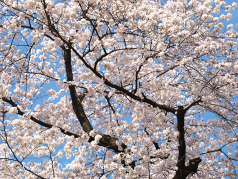 自分らしい桜の撮り方