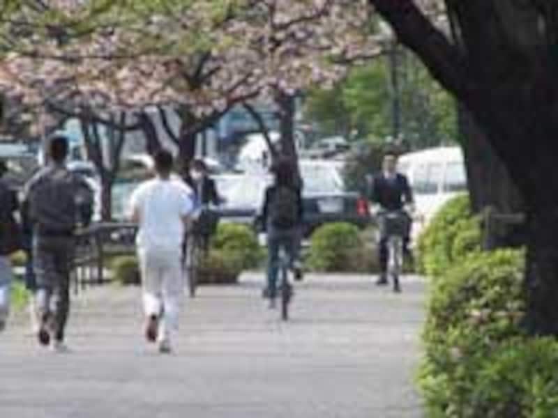 サクラの花の下だとなんとなく走りも優雅に