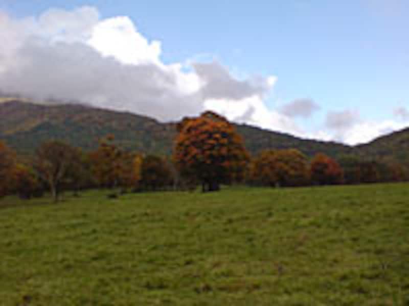 牧場もある笹ヶ峰。第2関門とアシスタントポイントがあり、ここからゴールまではぺーサーが同走できる新機軸