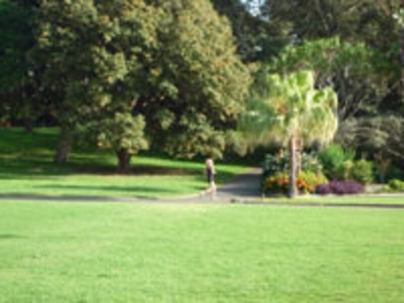 公園は基本的に芝生と多羅葉（タラヨウ）に似た大木で構成されている