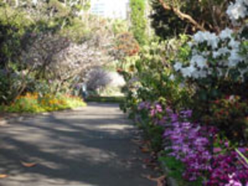 王立植物園の中にはこんな花の道も