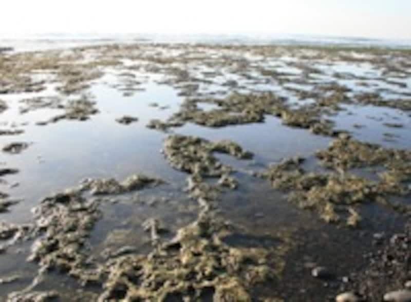 tide2