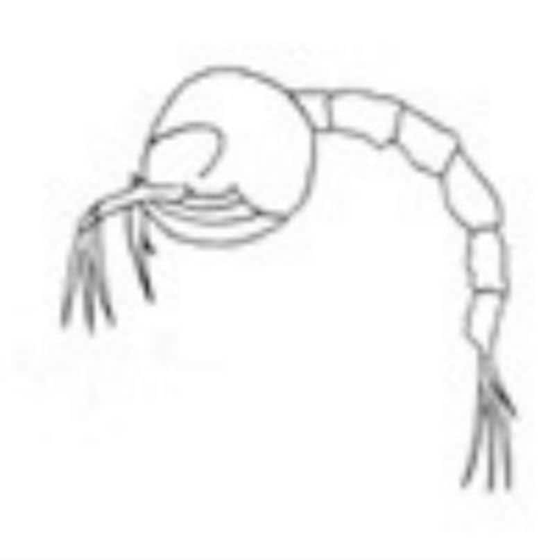 海,刺された,海で何かに刺された,刺される,チンクイ,刺されやすい人,海で刺される,ミミズ腫れ,海で刺された,チクチク,腫れ,何かに刺された,水ぶくれ,腫れる,海で刺された