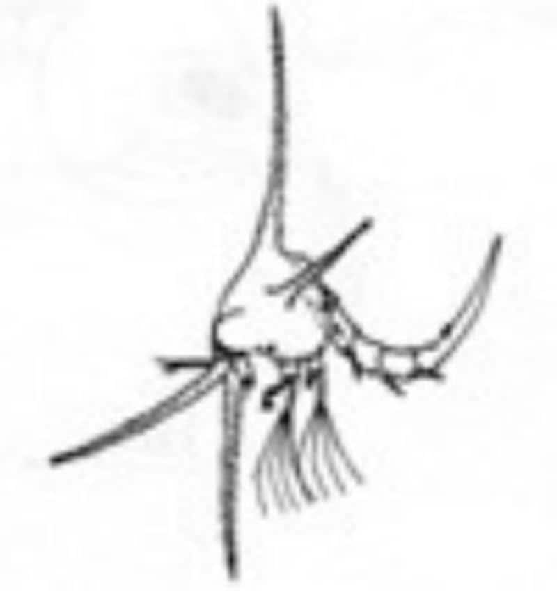 海,刺された,海で何かに刺された,刺される,チンクイ,刺されやすい人,海で刺される,ミミズ腫れ,海で刺された,チクチク,腫れ,何かに刺された,水ぶくれ,腫れる,海で刺された