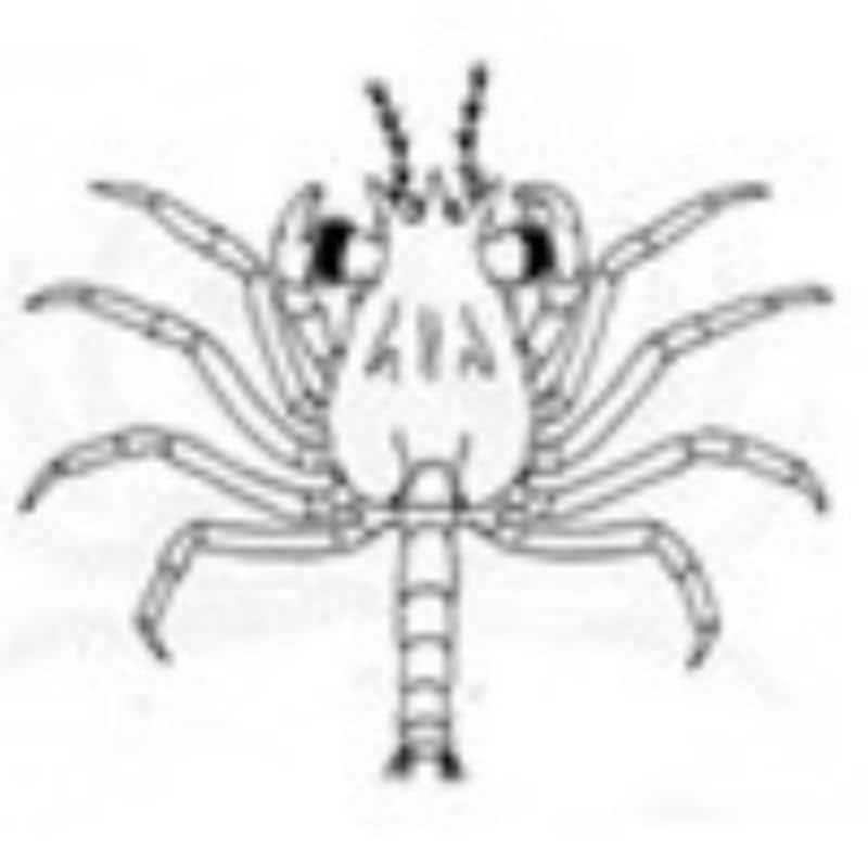 海,刺された,海で何かに刺された,刺される,チンクイ,刺されやすい人,海で刺される,ミミズ腫れ,海で刺された,チクチク,腫れ,何かに刺された,水ぶくれ,腫れる,海で刺された