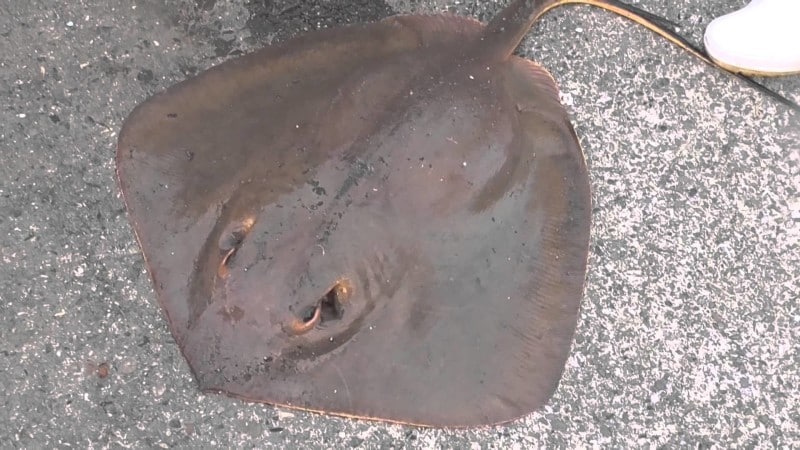 海,刺された,海で何かに刺された,刺される,チンクイ,刺されやすい人,海で刺される,ミミズ腫れ,海で刺された,チクチク,腫れ,何かに刺された,水ぶくれ,腫れる,海で刺された